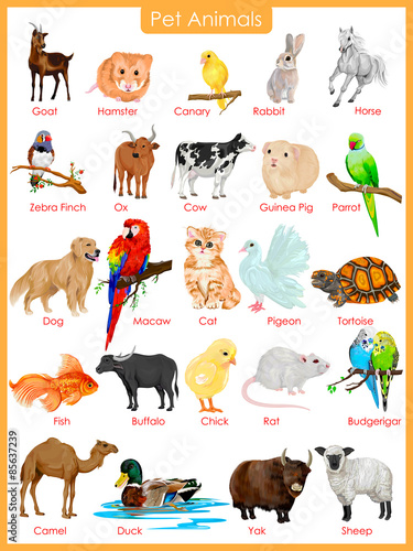 Chart of pet animals Stock Vector | Adobe Stock
