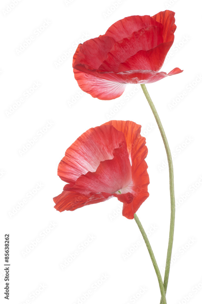 Fototapeta premium MAK