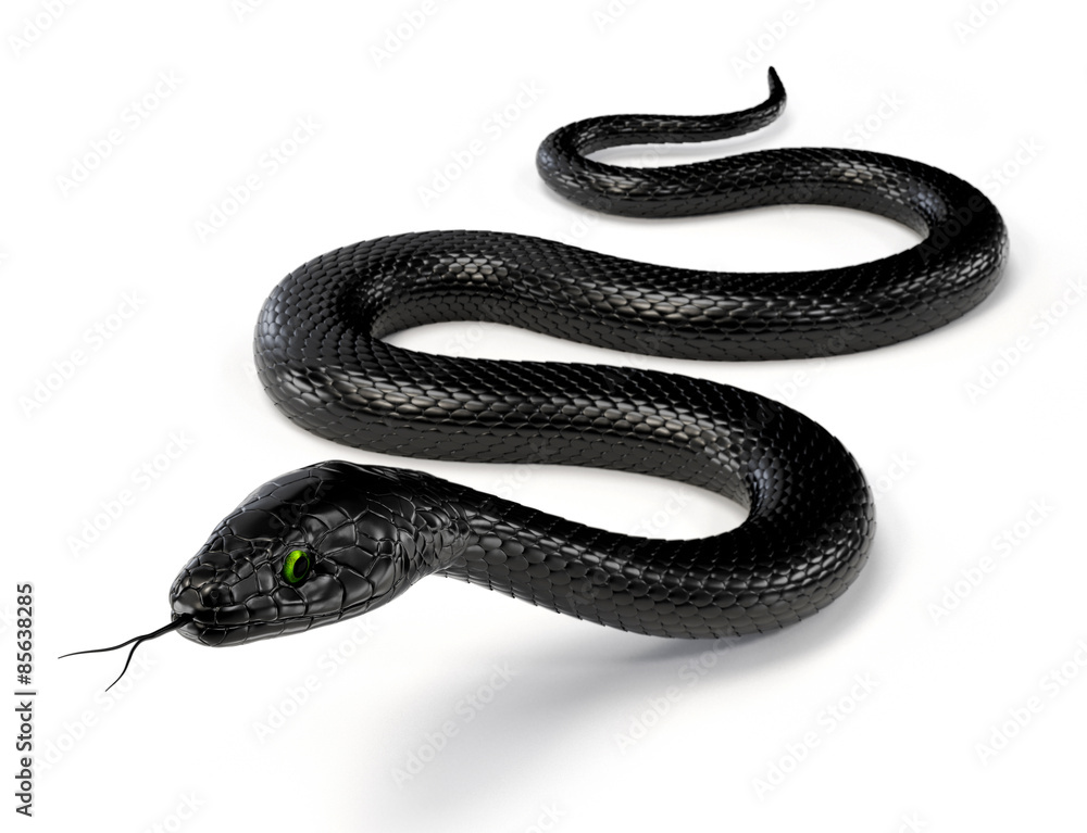 Fototapeta premium Czarny wąż na białym tle