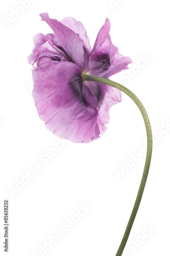 Fototapeta Naklejka Na Ścianę i Meble -  poppy