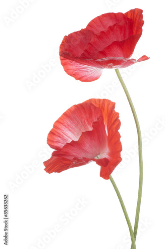 Fototapeta Naklejka Na Ścianę i Meble -  poppy