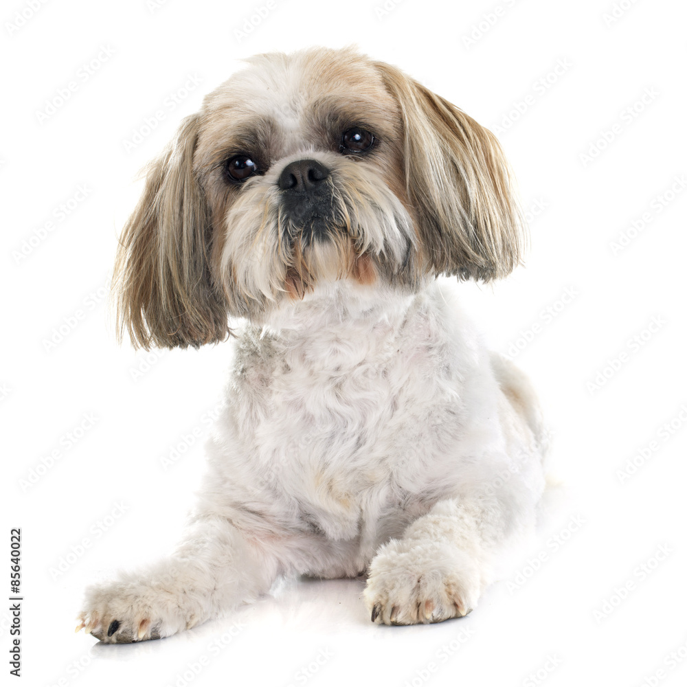 Shih Tzu Shih Tzu