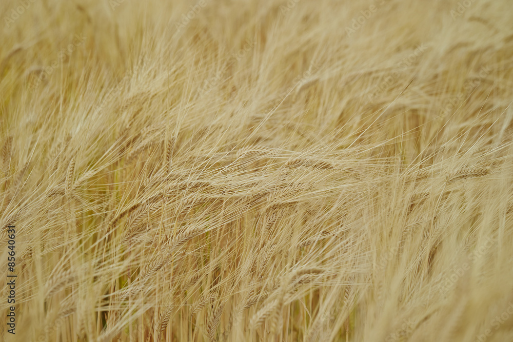Fototapeta premium Barley