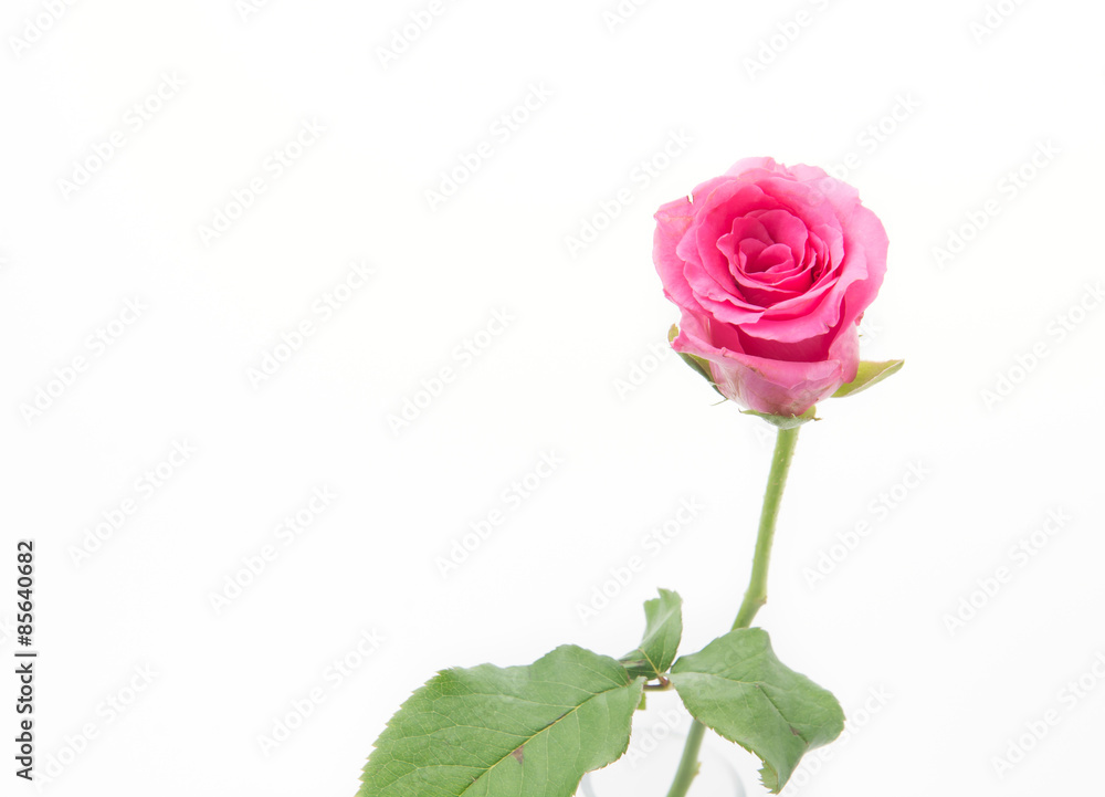 pink rose