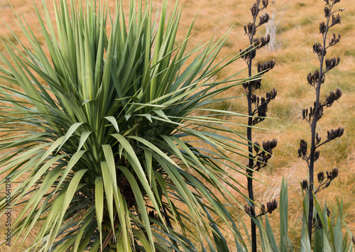 Two New Zealand native plants - cabbage tree and flax
