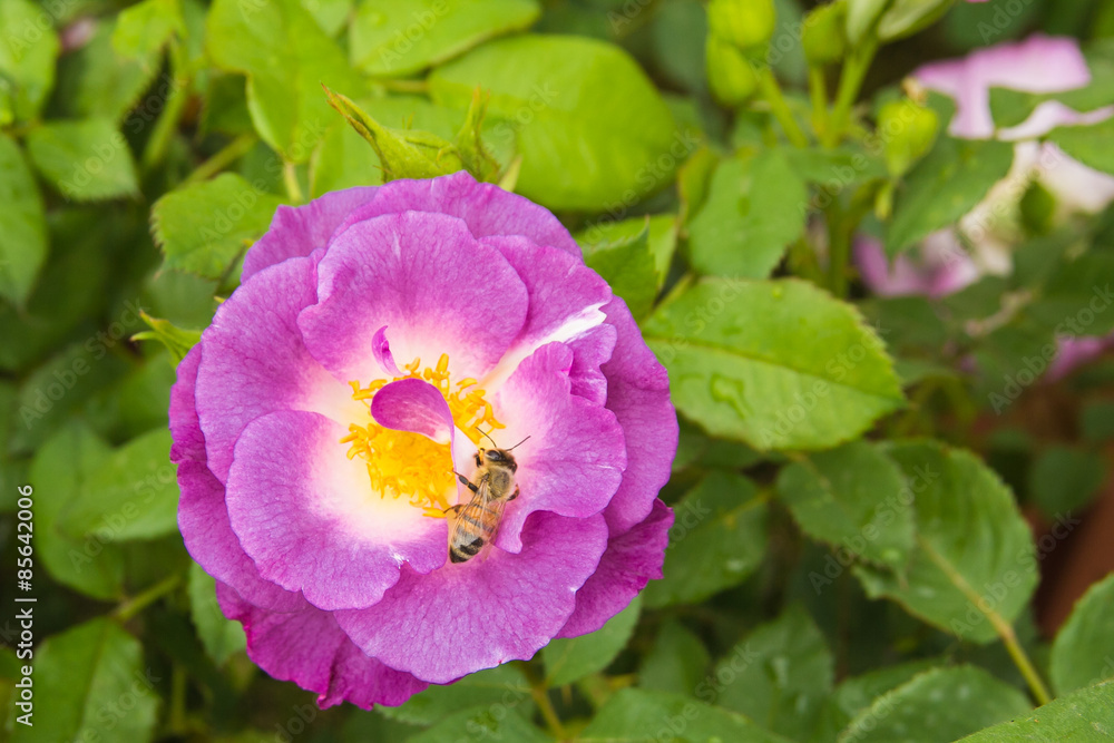 Macro di un'ape su un fiore