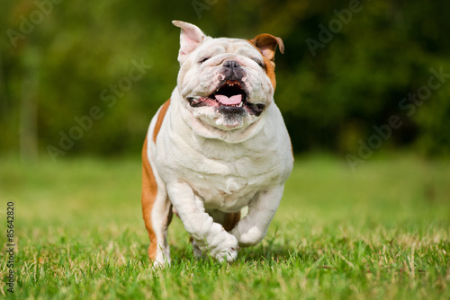 happy english bulldog dog running outdoors