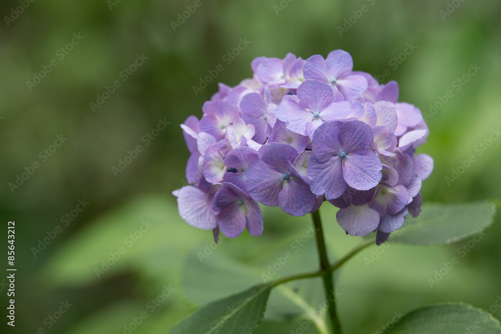 紫のあじさい(紫陽花) 紫のあじさい(紫陽花)