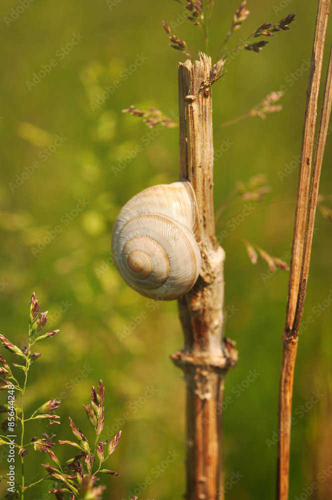 Snails on dry grass on the meadow, countryside summertime background Snails on dry grass on the meadow, countryside summertime background