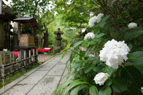 鎌倉 安国論寺の紫陽花