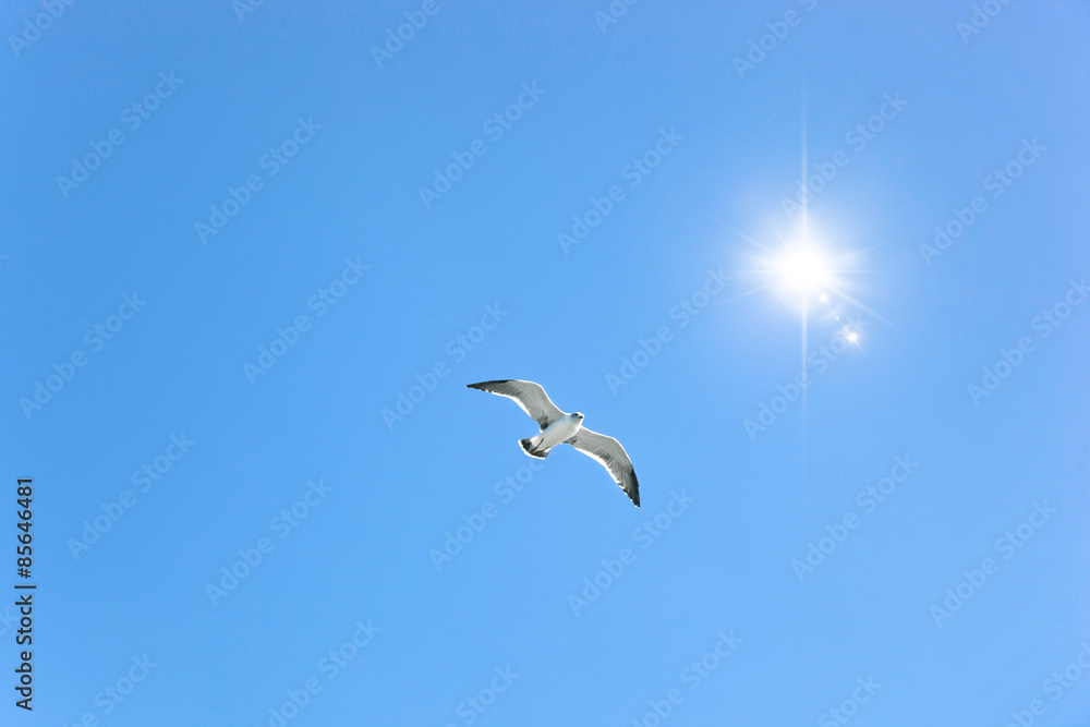 Obraz premium 갈매기