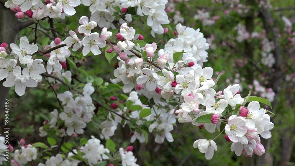 Flowering Apple tree Flowering Apple tree