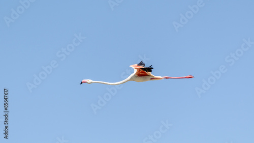 fliegender Flamingo in der Camargue