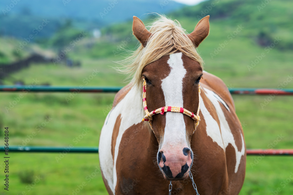 Obraz premium 馬のポートレート