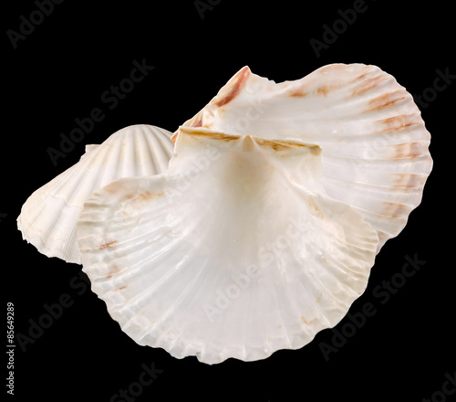Sea shells close up, isolated, cutout