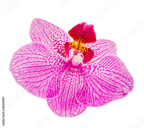 Pink-purple orchid flower  Orhideea Phalaenopsis