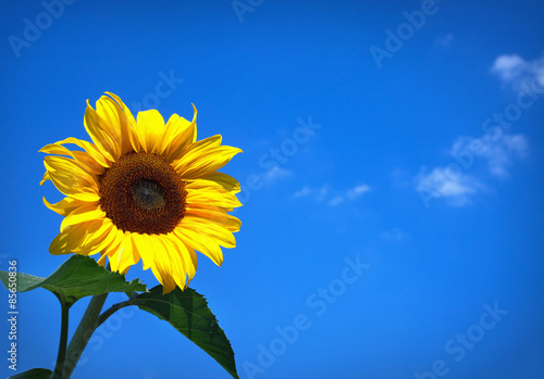 Fototapeta Naklejka Na Ścianę i Meble -  Sunflower under blue sky
