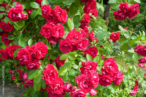 Fototapeta Naklejka Na Ścianę i Meble -  rose bush