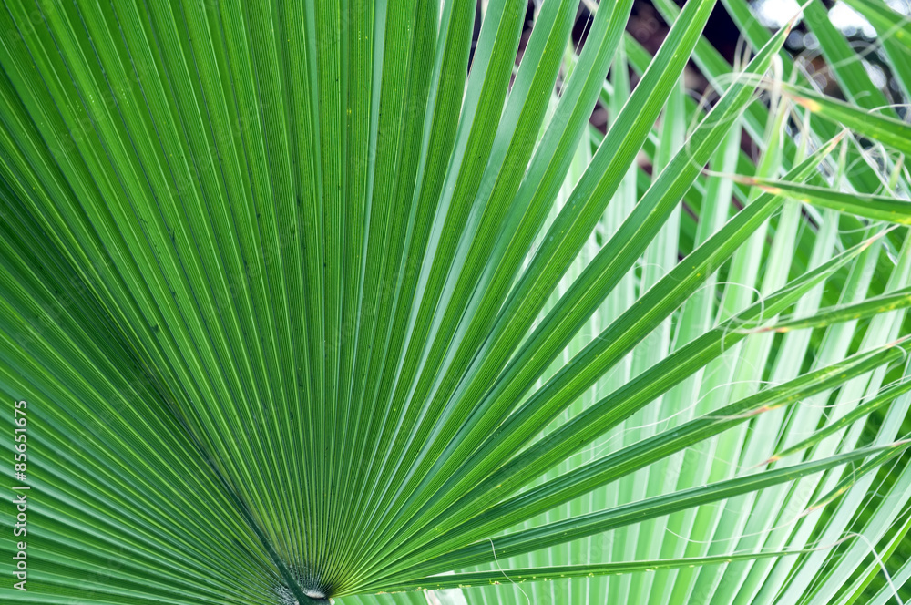 Fototapeta premium palm leaf in hothouse
