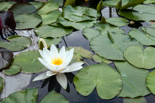 Obraz na plátně white water lily