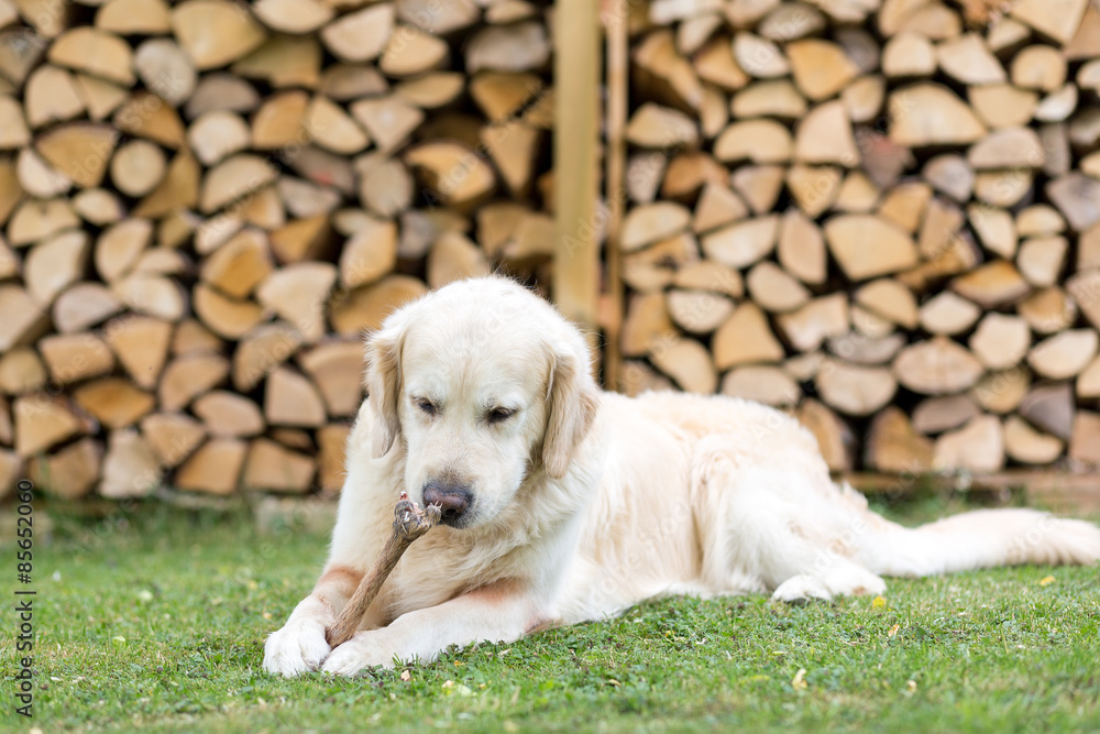 Hund knabbert an einem Rehlauf StockFoto Adobe Stock