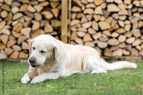 Hund knabbert an einem Rehlauf