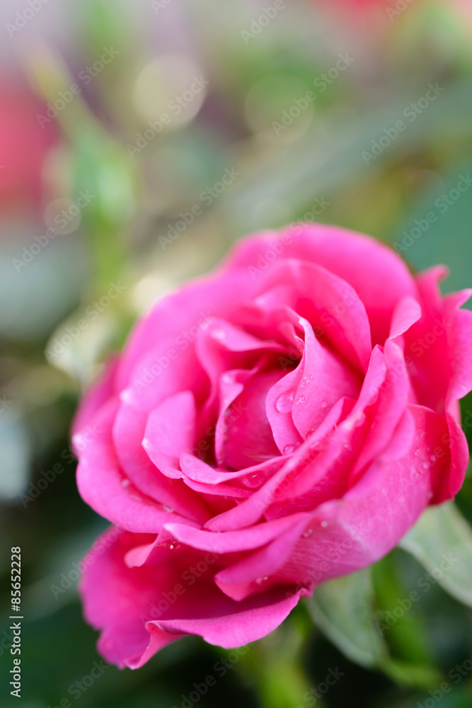 Fototapeta premium 薔薇