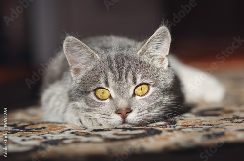  gray cat is in the sun with yellow eyes © serkucher