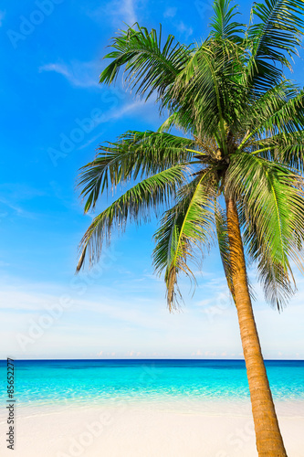 Fototapeta Naklejka Na Ścianę i Meble -  Palm tree in tropical perfect beach at Phuket.