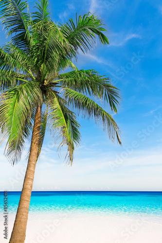 Palm tree in tropical perfect beach at Phuket. © preto_perola