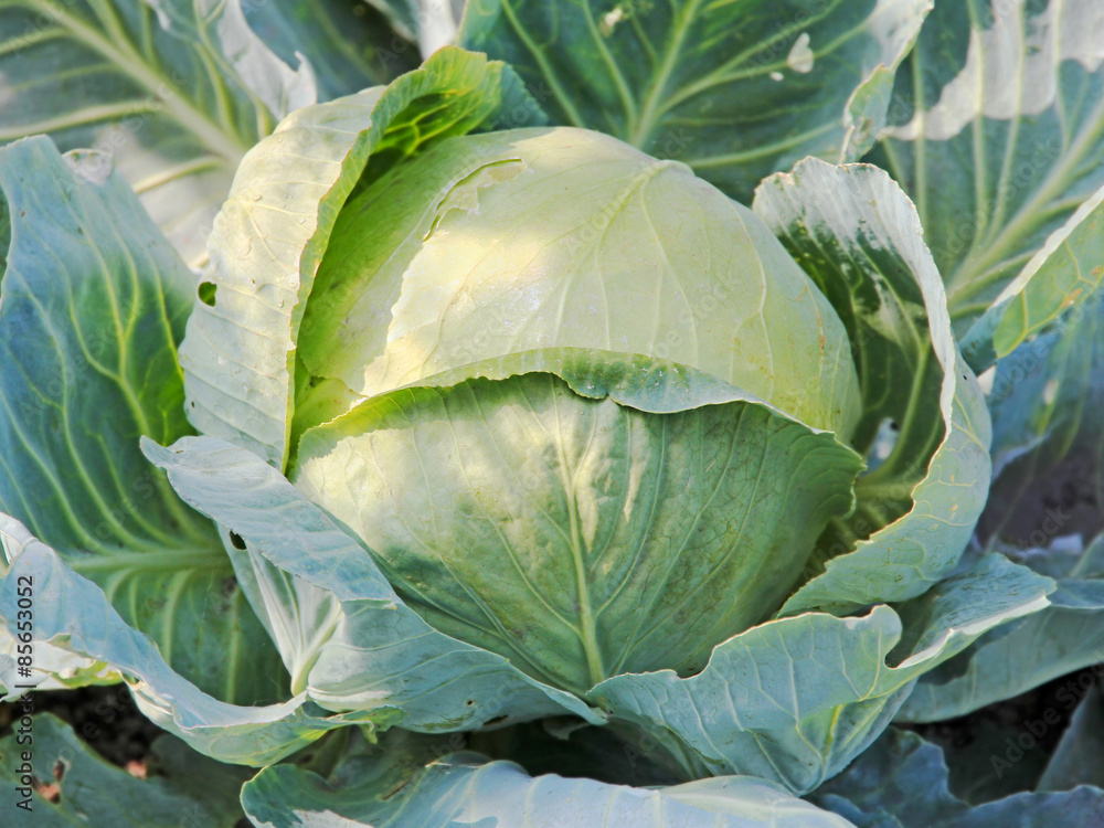 Fototapeta premium Ripe cabbage on a garden bed.