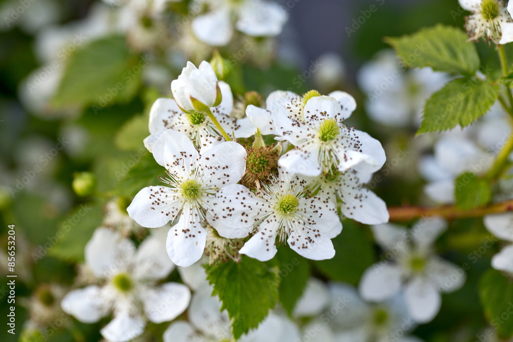 Obraz premium blooming blackberry bush