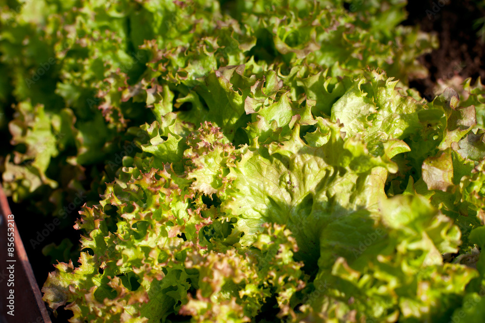 growing lettuce growing lettuce