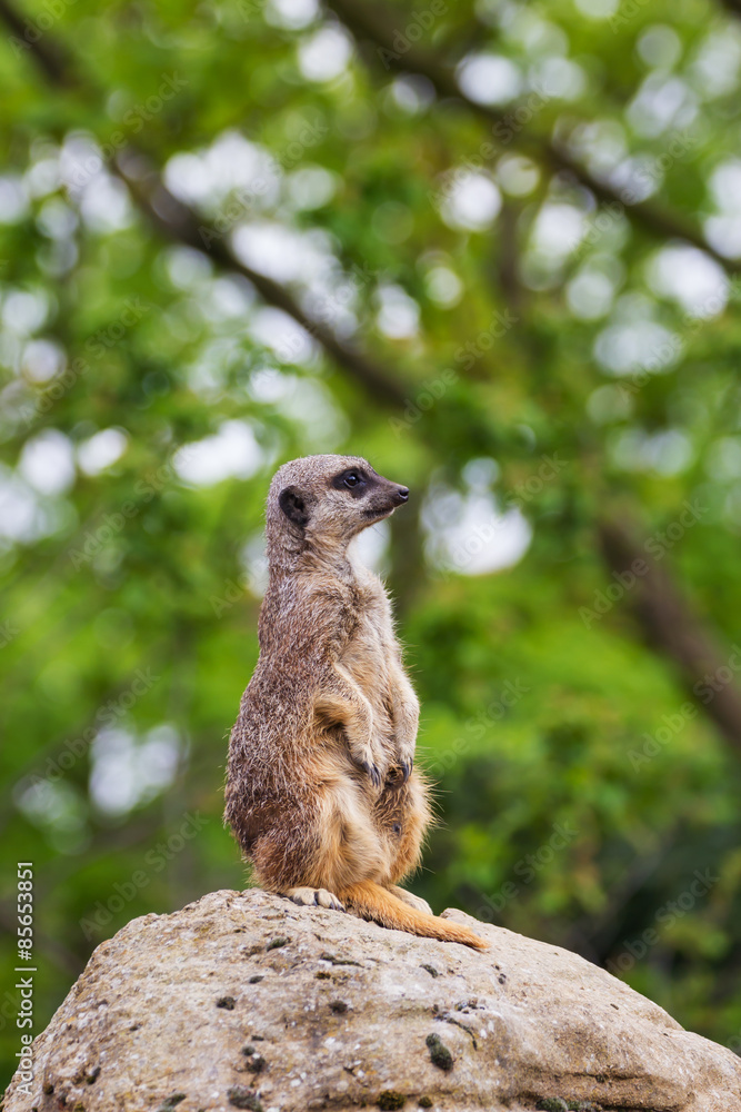 Obraz premium meerkats mongoose observing