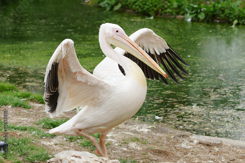 pelican at the zoo