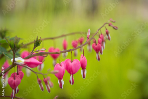 Close-up of bleeding heart ...