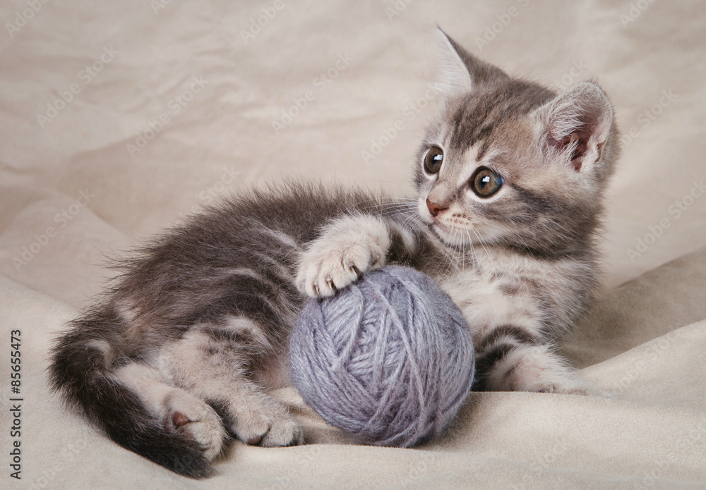 custom made wallpaper toronto digitalplayful  kitten with gray ball