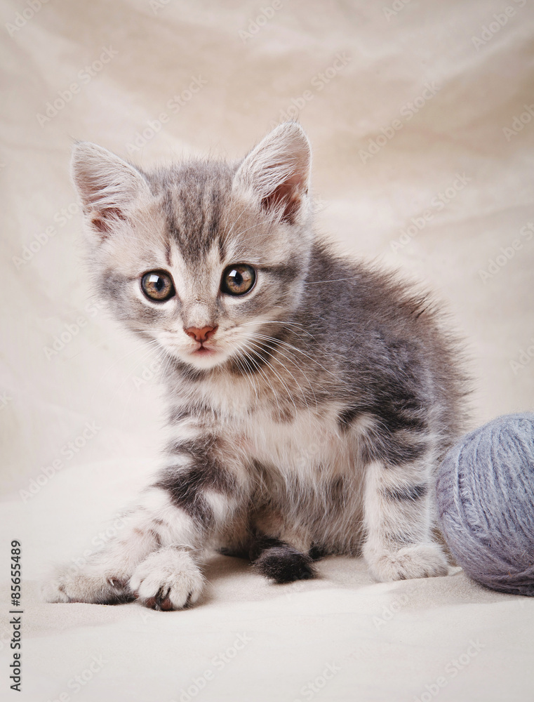 striped gray kitten