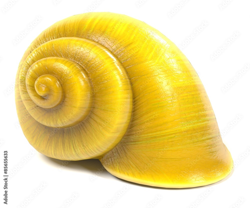 3d render of snail shell 3d render of snail shell