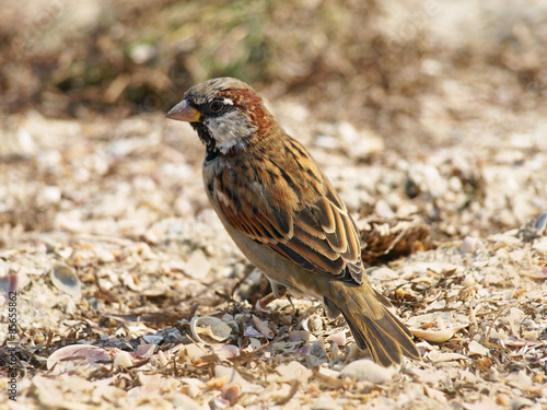 Little sparrow on a sand.