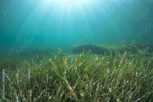Underwater sea grass and blue ocean water © Richard Carey