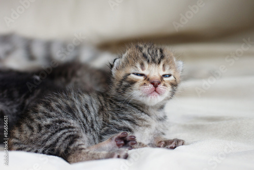 Newborn small kitten