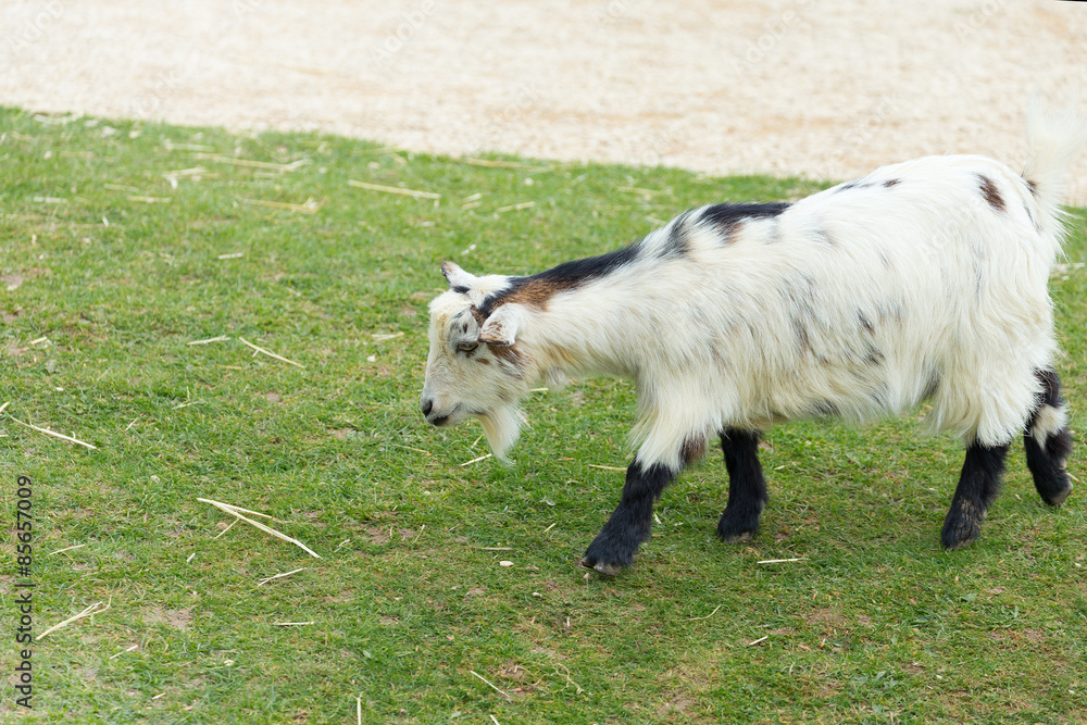 Obraz premium Small goat on a grass