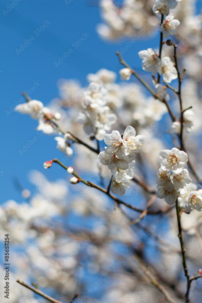 梅の花 梅の花