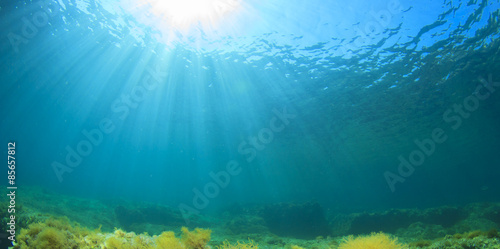 Underwater landscape