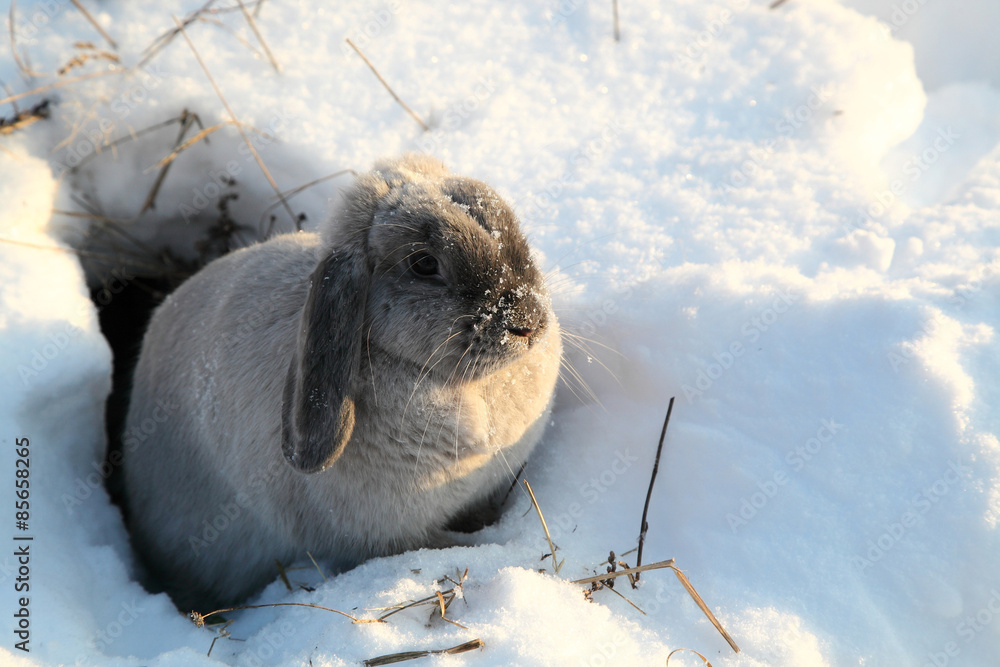 gray rabbit
