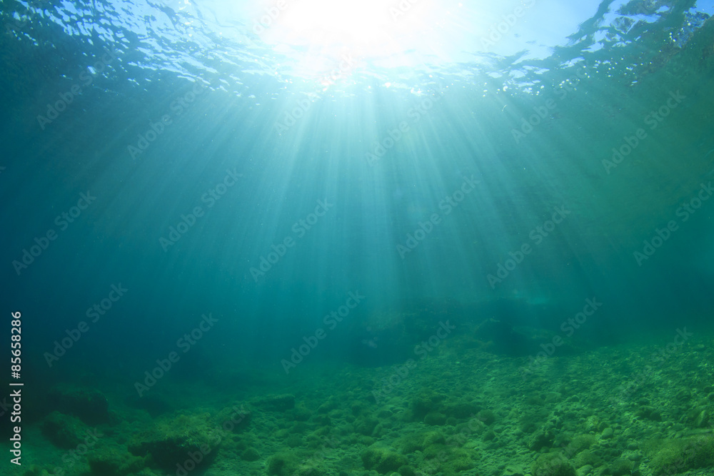 Fototapeta premium Underwater landscape