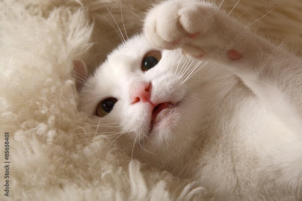 Obraz premium White cat