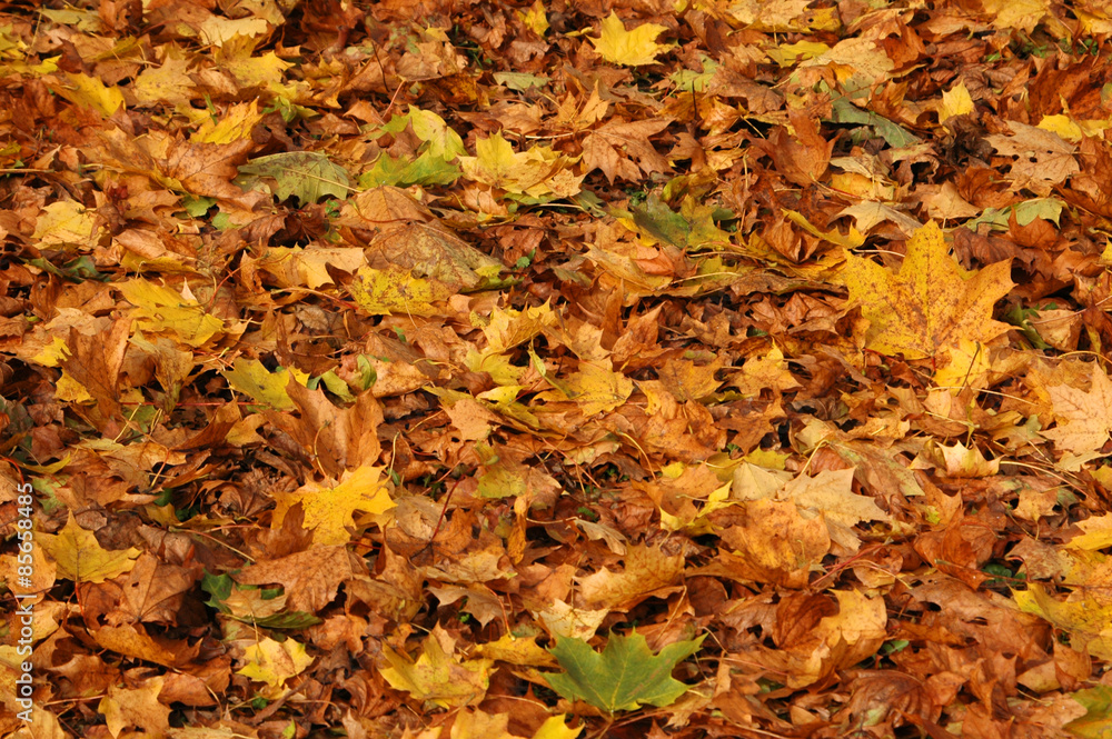 Herbstlaub Herbstlaub