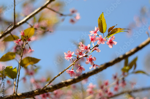 Wild Himalayan Cherry Flowers